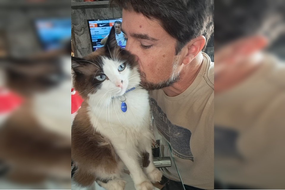 Morre o gato que viralizou ao nascer com duas caras no Norte de SC