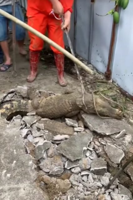 Na foto, um crocodilo saindo de um buraco no chão - Metrópoles