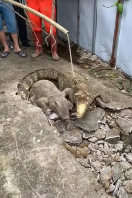 Na foto, um crocodilo saindo de um buraco no chão - Metrópoles