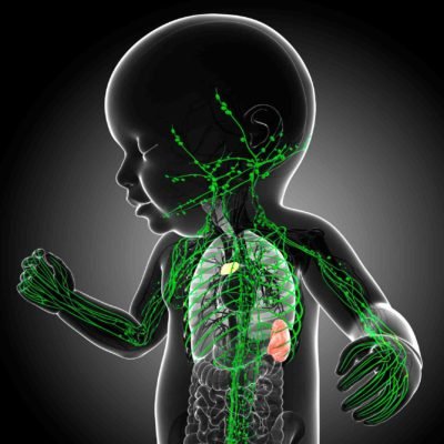 Ilustração mostra o corpo de um bebê em preto com o timo destacado em amarelo e outras glândulas do sistema linfático