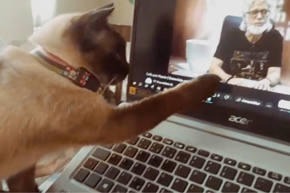 Vídeo de gato que late faz sucesso na internet