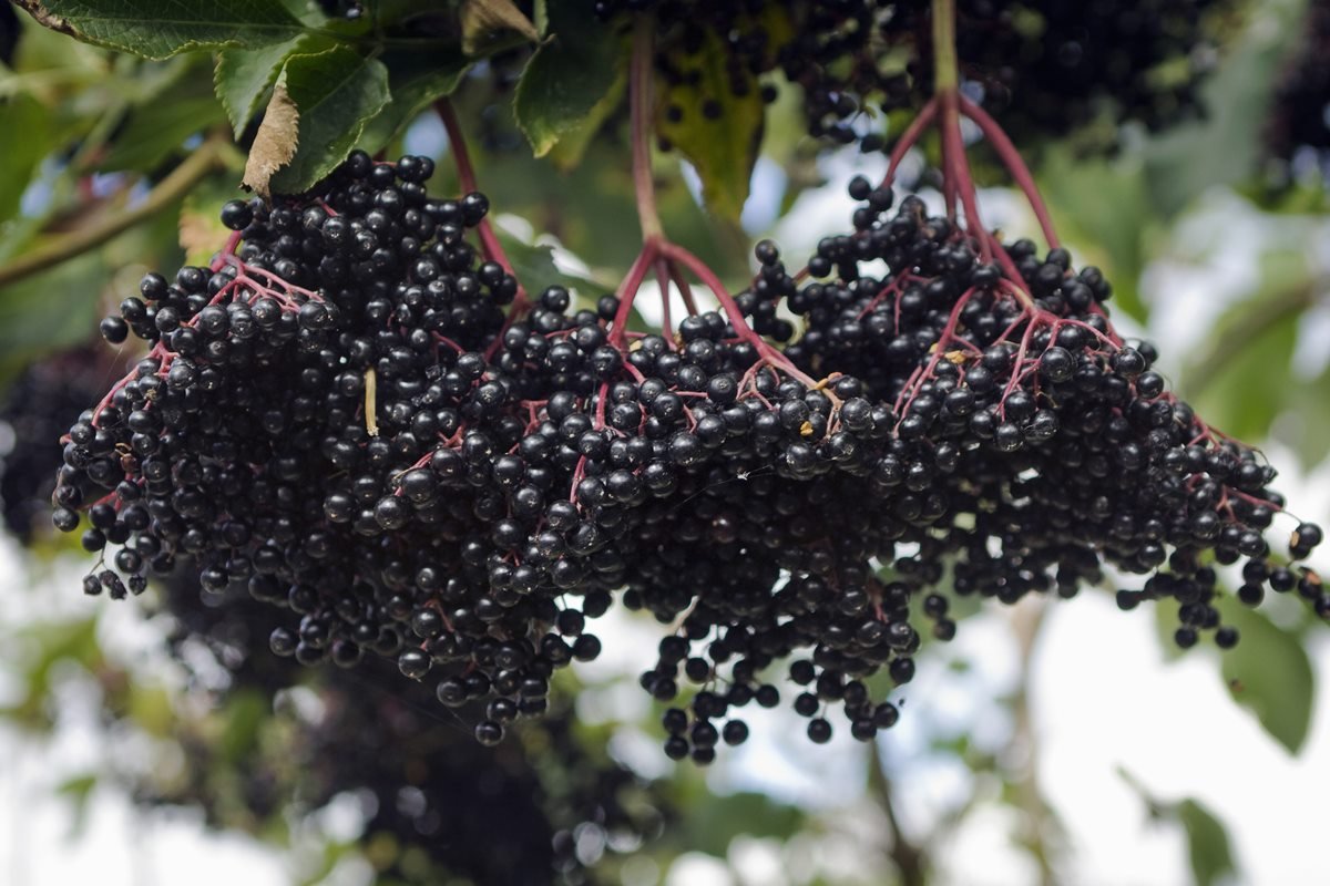 Foto colorida das frutas sabugueiro-preto em uma árvore - Metrópoles 