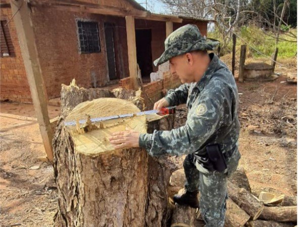 oto colorida de policial ambiental verificando árvore nativa cortada sem autorização por sitiante de Rosana