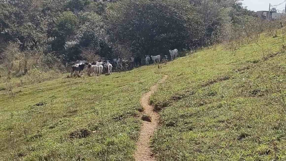 foto colorida mostra flagrante de bovinos ocupando área de parque ecológico em Presidente Prudente