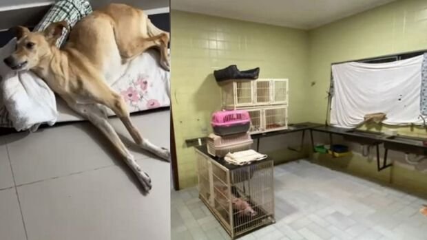 Cão morre após erro de veterinário e protetora sofre para salvar pets