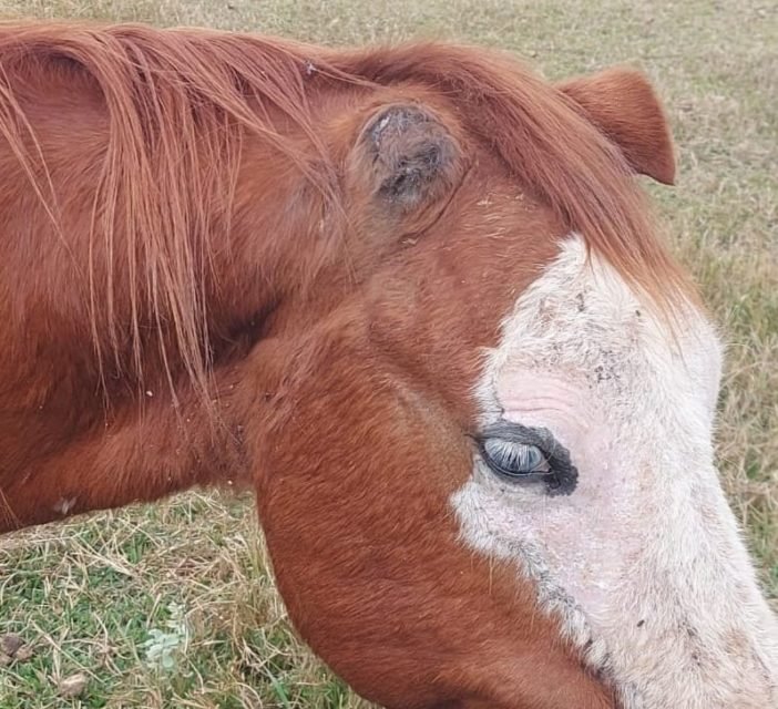 Imagem mostra cara de cavalo marrom com mancha branca; sua orelha está ferida - Metrópoles