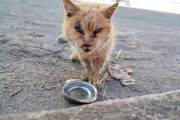 Imagem colorida da gata mais velha do mundo - Metrópoles