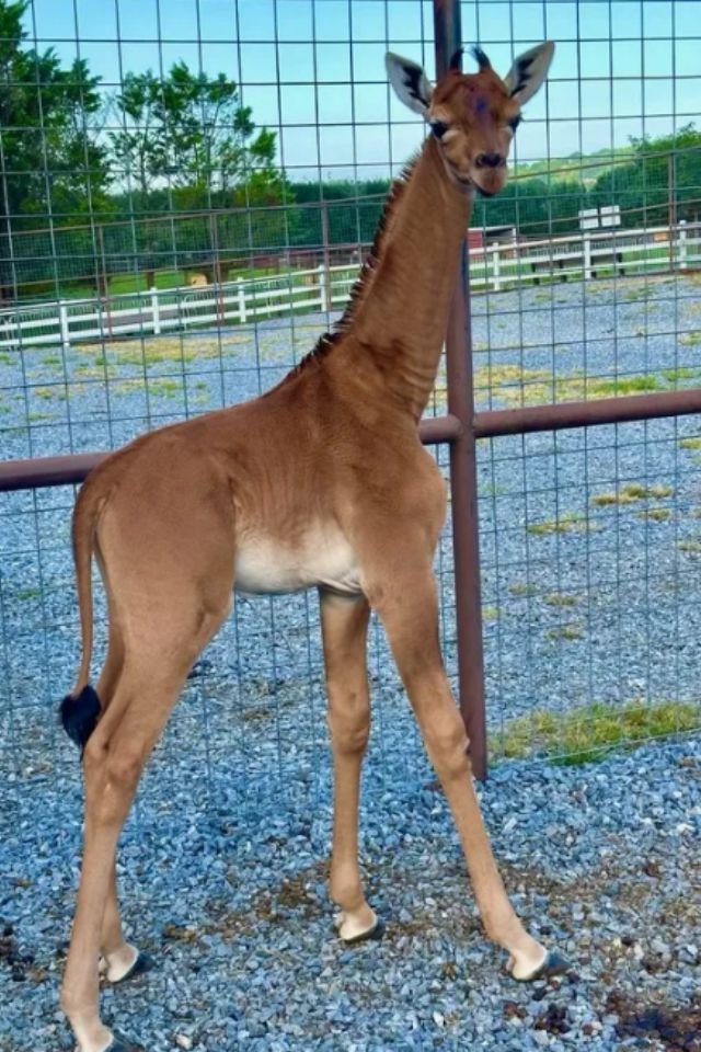 Foto colorida de girafa sem mancha no zoológico - Metrópoles