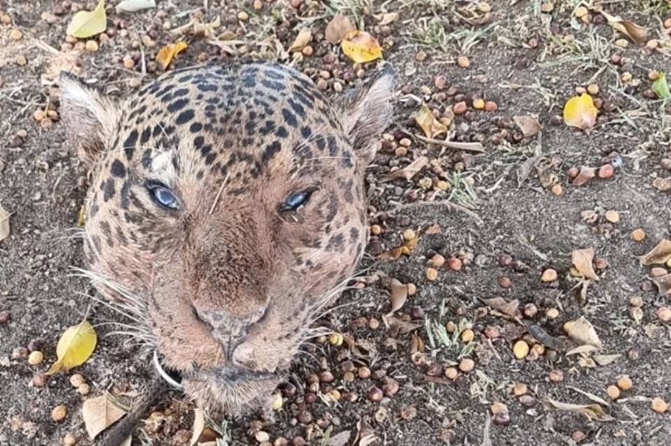 Imagem colorida mostra material apreendido com homem preso por matar onça-pintada - Metrópoles