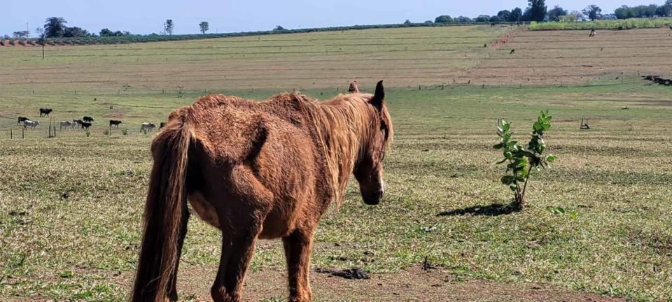 Cavalo é encontrado abandonado e ferido em sítio de SP; dona é