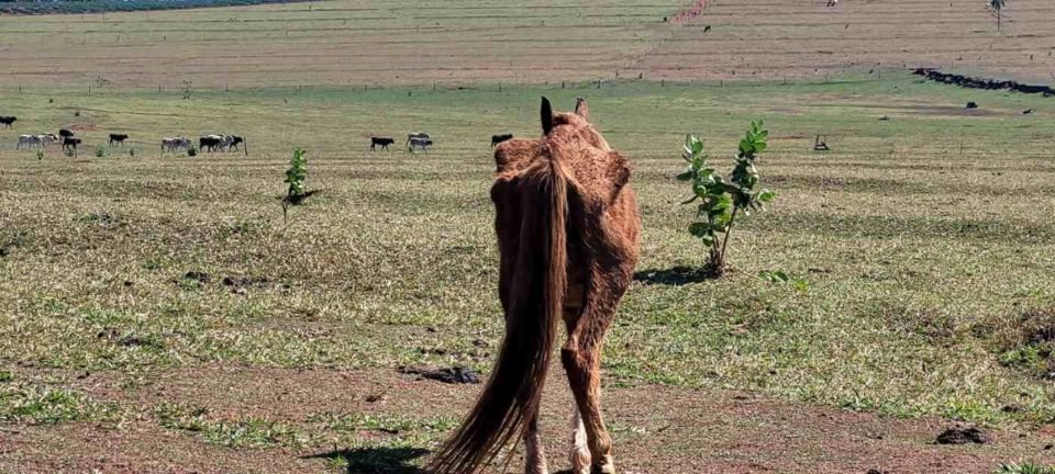 Cavalo é encontrado abandonado e ferido em sítio de SP; dona é