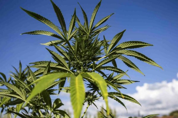 Plantação de maconha cannabis - Metrópoles
