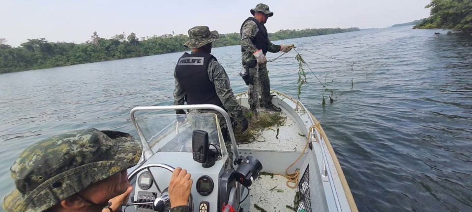foto colorida de dois policiais ambientais em uma lancha devolvendo peixes ao Rio Paraná - Metrópoles