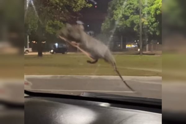 Vídeos mostram ratos gigantes passando no meio das pessoas na Rua da Lama