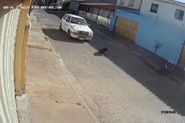 atropelamento de cachorro em Valparaíso de Goiás