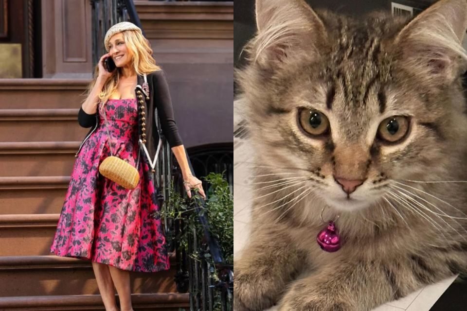 Montagem de uma mulher loira e um gato - Metrópoles
