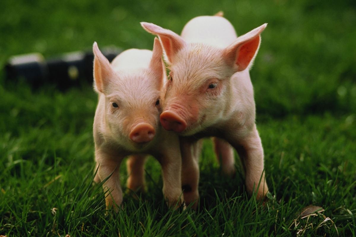 Foto de dois porcos filhotes em gramado - Metrópoles