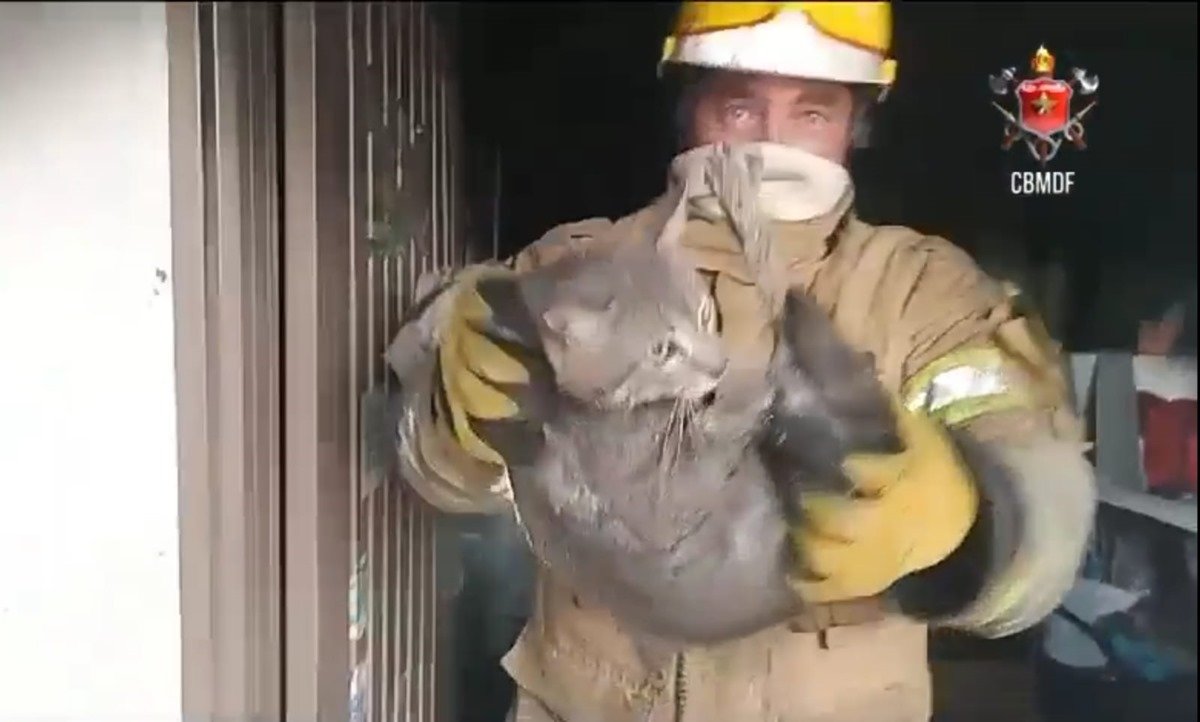 Rato 'gigante' é capturado por Bombeiros