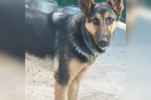 Foto colorida de um cachorro da raça pastor alemão - Metrópoles