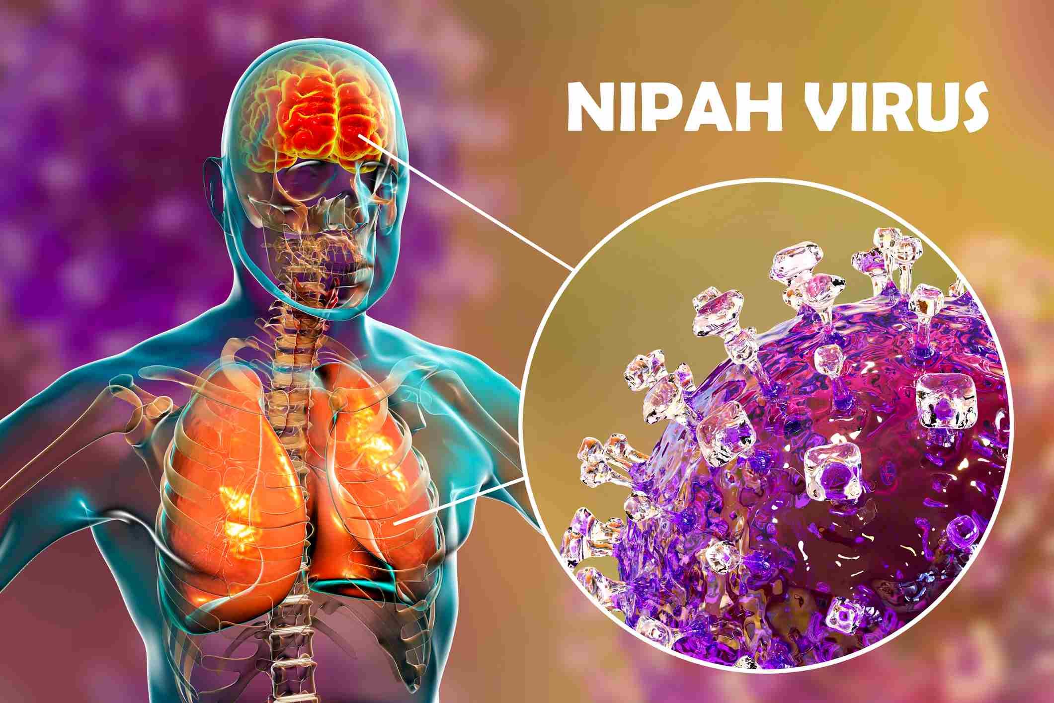 Ilustração do Vírus nipah que vausou lockdown na índia