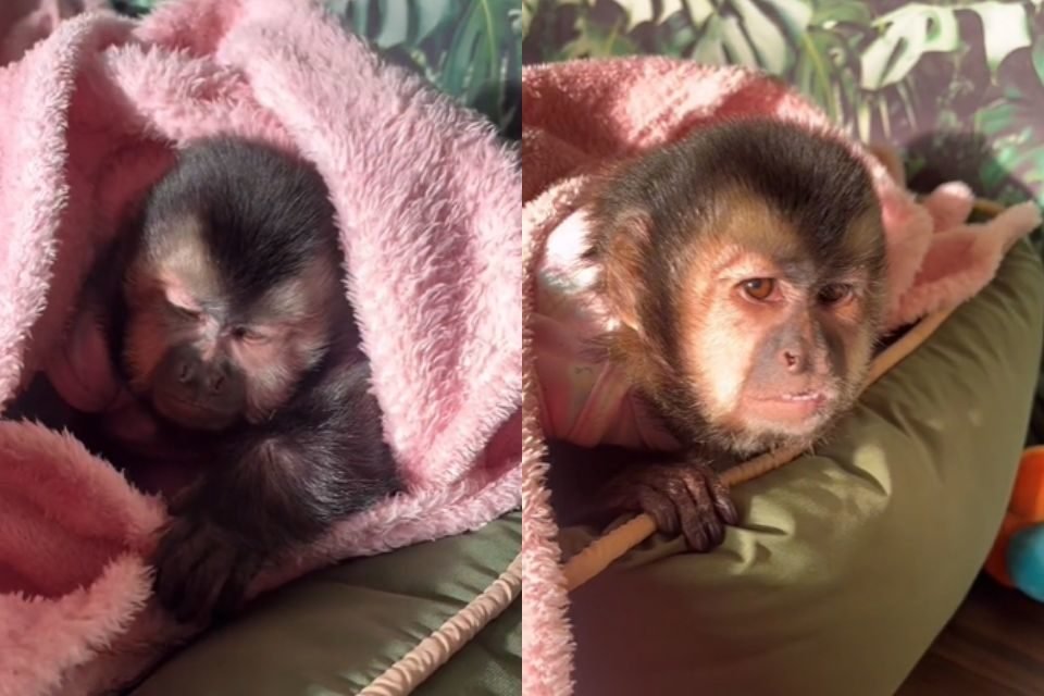 Foto colorida de um macaco com roupa rosa - Metrópoles