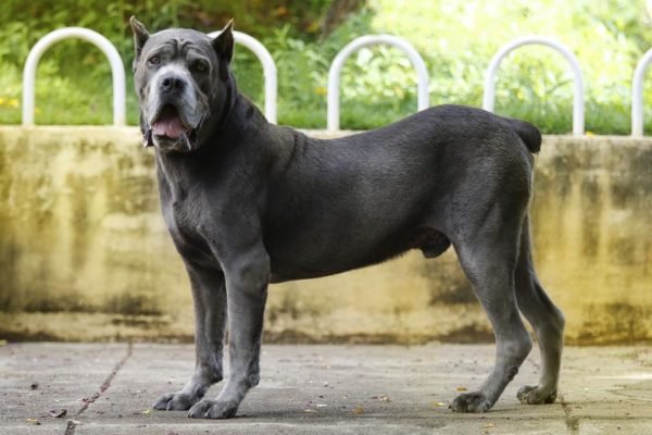 Foto colorida de um cachorro da raça Cane Corso - Metrópoles