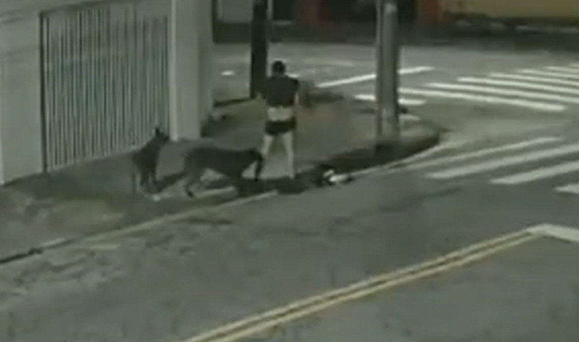 Imagem em preto e branco mostra dois cachorros atacando um homem em Santo André. Ele está de cueca e camiseta e um dos cães morde sua perna direita enquanto o outro observa - Metrópoles
