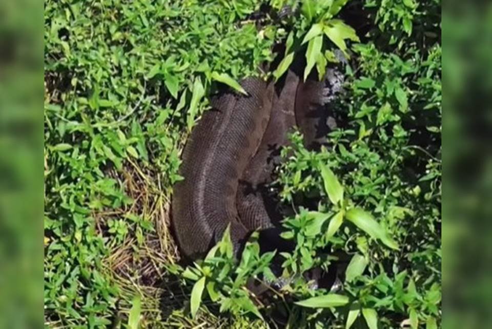 Cafofo' das sucuris: jovem descobre toca de serpente gigante em MS; veja  vídeo, Mato Grosso do Sul