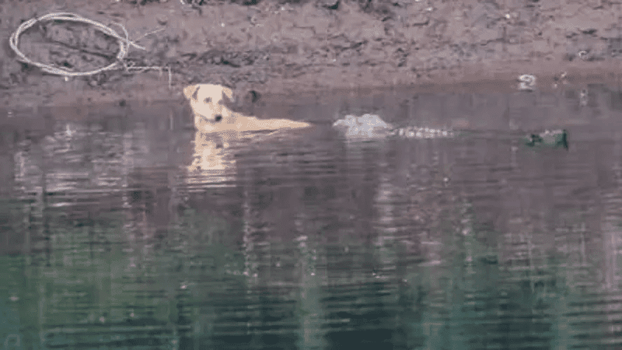Fotografia colorida mostra um cachorro nas margens de um rio rodeado por crocodilos na Índia