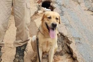Imagem colorida msotra cachorro que morreu durante resgate às vítimas da passagem de ciclone no estado do Rio Grande do Sul - Metrópoles