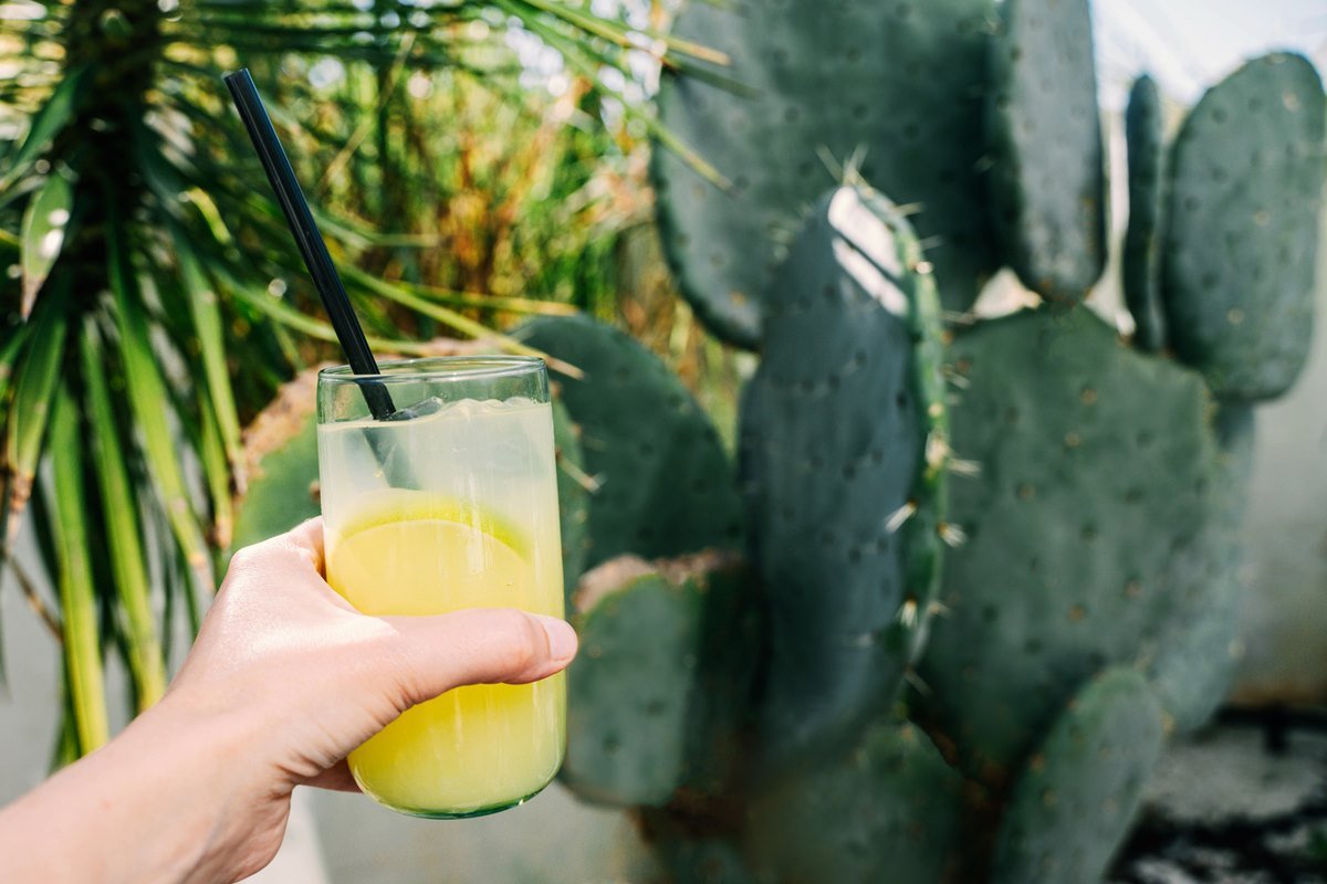 Foto colorida de mão segurando copo com bebida verde dentro. Ao fundo, há cactos - Metrópoles 