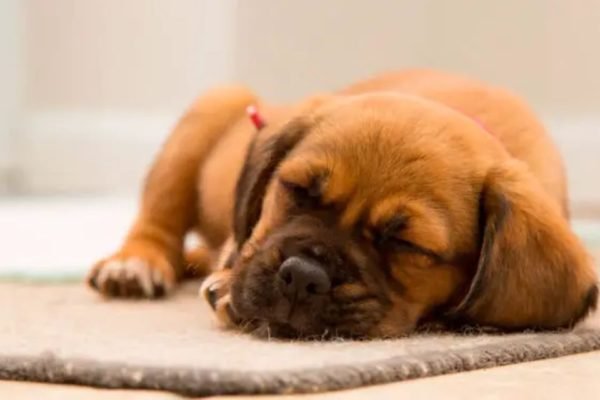 Cachorro caramelo dormindo em um tapete