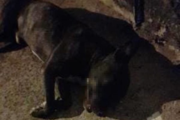 Pit-bull é morto após atacar cães no DF
