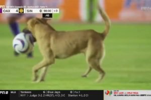 Imagem mostra cachorro mordendo bola em jogo de futebol - Metrópoles