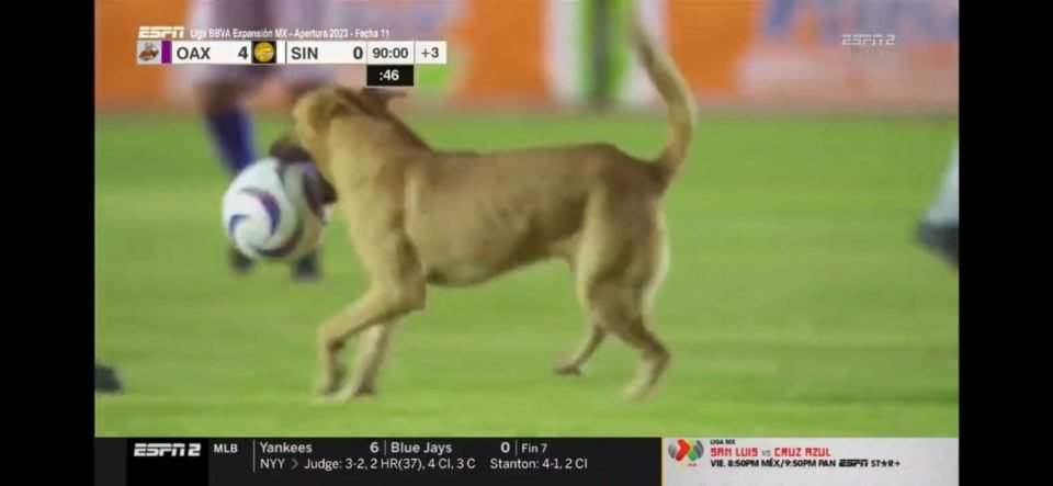 Imagem mostra cachorro mordendo bola em jogo de futebol - Metrópoles