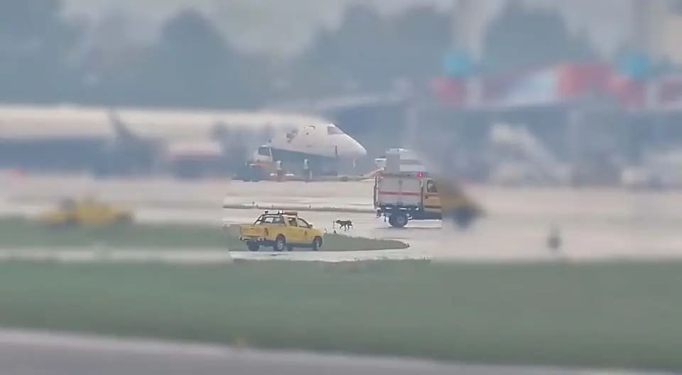 Cachorro invade pista no Aeroporto Afonso Pena, Paraná