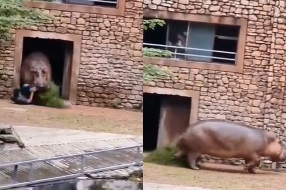 Foto colorida de um hipopótamo e um homem no zoológico - Metrópoles
