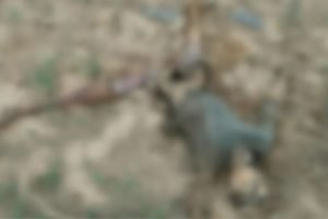 imagem colorida corpo encontrado decomposicao goias