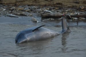 Imagem colorida mostra corpo de boto morto em margem de rio na Amazônia - Metrópoles