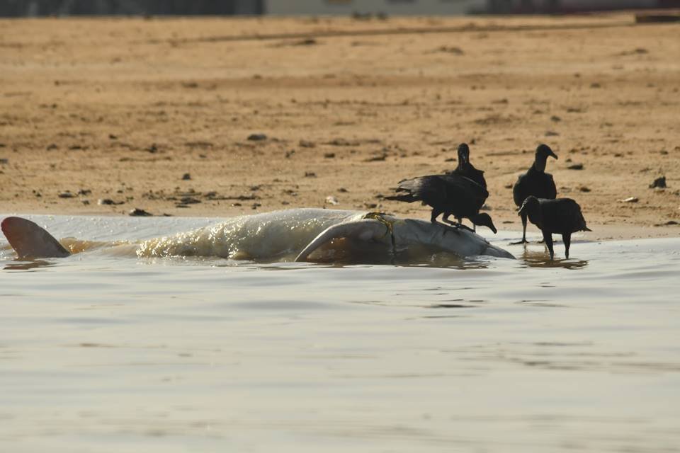 Imagem colorida mostra corpo de boto morto em margem de rio na Amazônia - Metrópoles