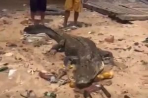 Foto colorida de jacaré encontrado ferido em Manaus - Metrópoles