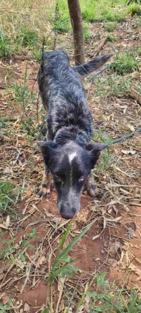 foto colorida de cadela encontrada com sinais de maus-tratos e abandono em sítio de Rosana (SP) - Metrópoles
