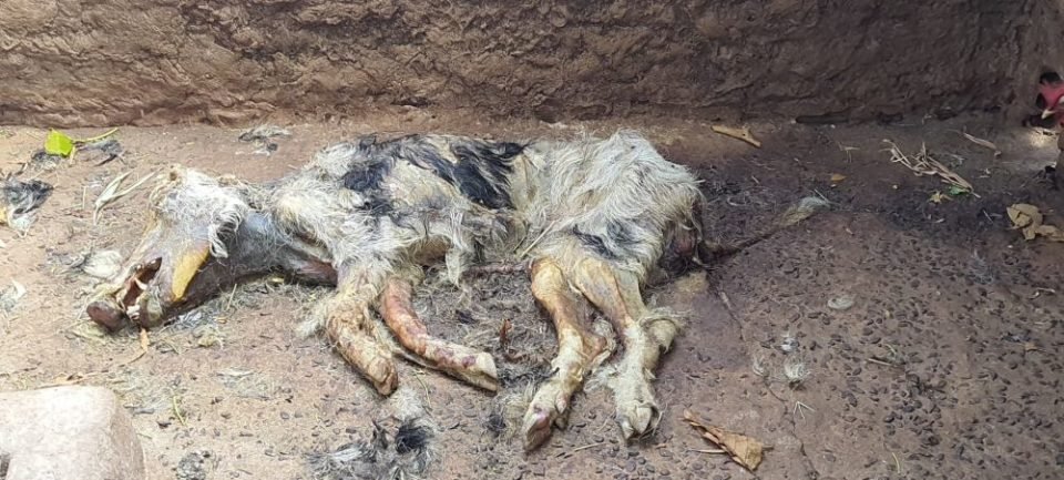 foto colorida de leitoa encontrada morta em sítio de Rosana (SP) - Metrópoles