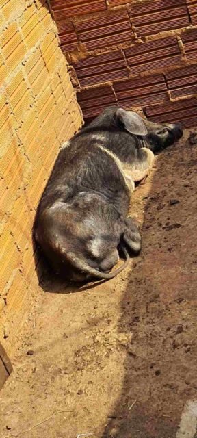 foto colorida de porco encontrado com sinais de maus-tratos e abandono em sítio de Rosana (SP) - Metrópoles