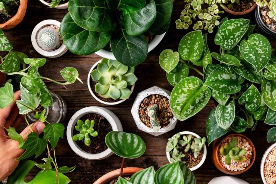 Plantas dentro de casa: veja as que mais se adaptam 