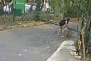 Momento em que a tutora solta o pit-bull e ele passa por baixo do portão