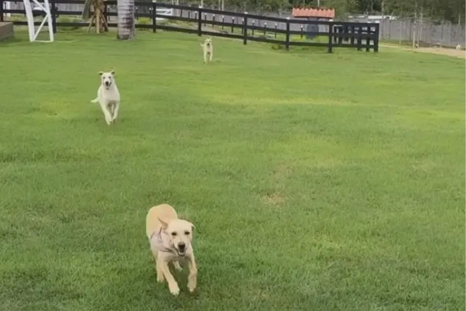 Foto colorida de vários cachorros correndo - Metrópoles