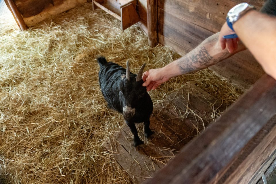 Conheça Bernardo, um vegetariano de 9 anos motivado pelo respeito aos  animais