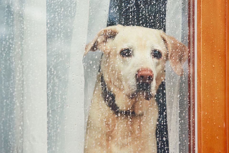 Confira 10 dicas para acalmar um cachorro com medo de chuva