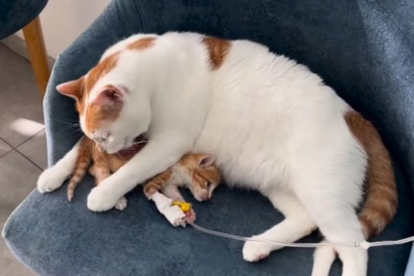Gato 'adota' e cuida de filhote hospitalizado, e registro viraliza; vídeo